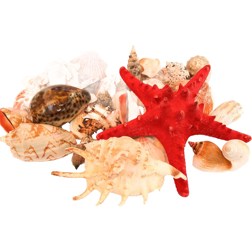 SEASHELL ITEMS 