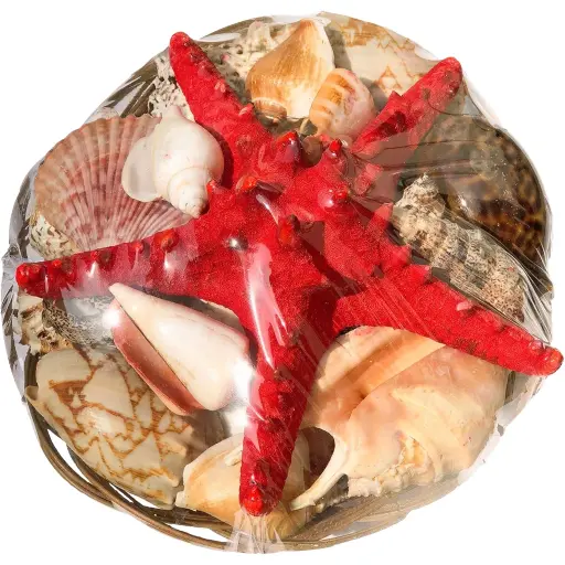 SEASHELL ITEMS 